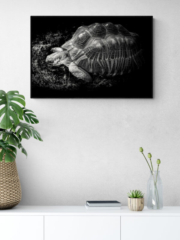 Feng Shui Wall Art - Turtle Or Tortoise, North Wall Art, Feng Shui For Wisdom & Longevity - Image 4